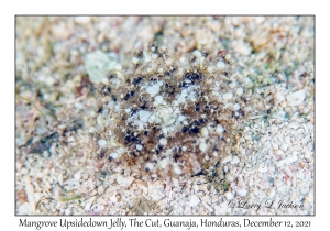 Mangrove Upsidedown Jelly