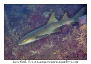 Nurse Shark