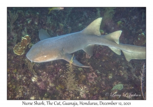 Nurse Shark