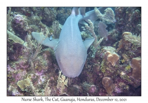 Nurse Shark