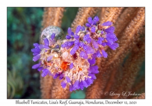 Bluebell Tunicates