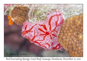 Red Encrusting Sponge