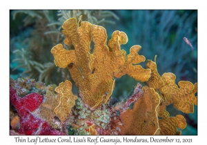 Thin Leaf Lettuce Coral