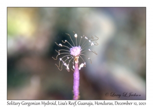 Solitary Gorgonian Hydroid