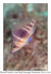 Barred Hamlet