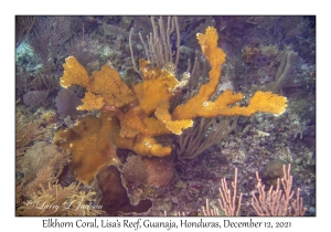 Elkhorn Coral