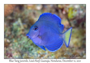 Blue Tang juvenile