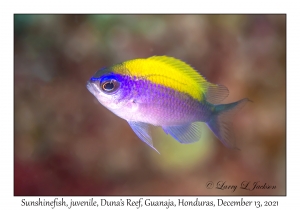 Sunshinefish juvenile