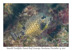 Smooth Trunkfish