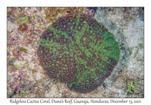 Ridgeless Cactus Coral