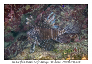 Red Lionfish