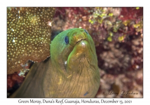 Green Moray