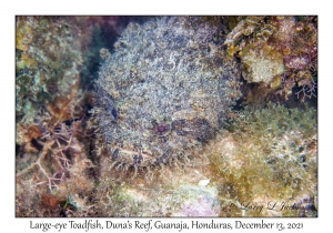 Large-eye Toadfish