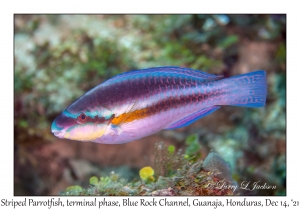 Striped Parrotfish