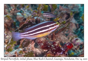 Striped Parrotfish