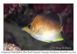 Longsnout Butterflyfish