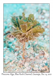 Pinecone Alga