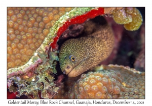 Goldentail Moray