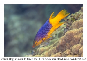 Spanish Hogfish juvenile