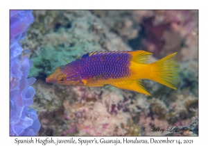 Spanish Hogfish juvenile