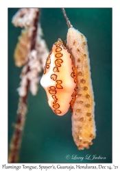 Flamingo Tongue