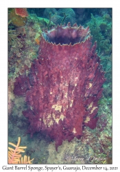 Giant Barrel Sponge