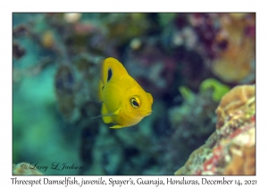 Threespot Damselfish juvenile