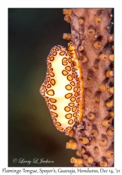 Flamingo Tongue