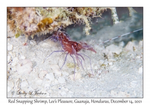 Red Snapping Shrimp