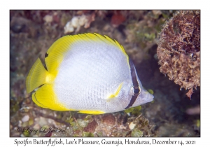 Spotfin Butterflyfish