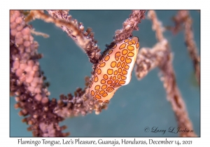 Flamingo Tongue