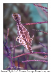 Slender Filefish