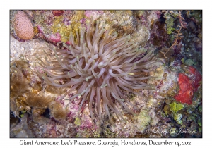 Giant Anemone