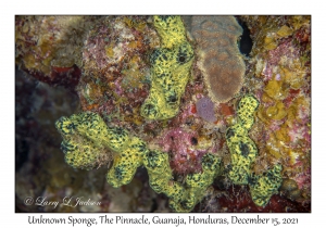 Unknown Sponge