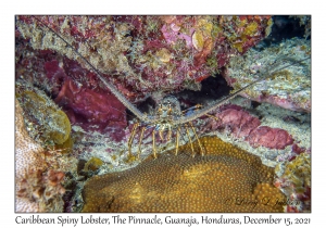 Caribbean Spiny Lobster