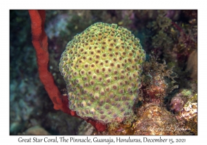 Great Star Coral