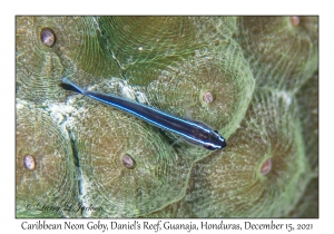 Caribbean Neon Goby