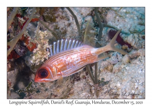 Longspine Squirrelfish