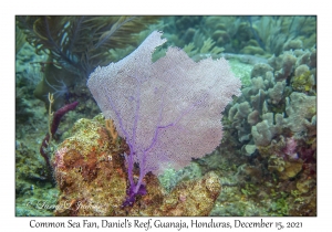 Common Sea Fan