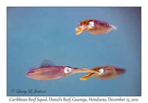 Caribbean Reef Squid