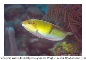 Yellowhead Wrasse