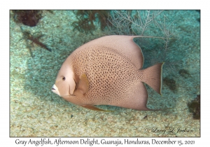 Gray Angelfish