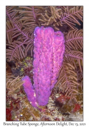 Branching Tube Sponge