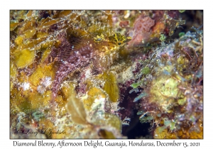 Diamond Blenny