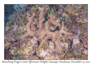 Branching Finger Coral
