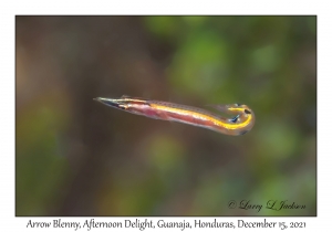 Arrow Blenny