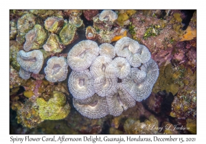 Spiny Flower Coral