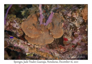 Sunray Lettuce Coral