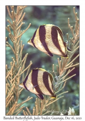 Banded Butterflyfish