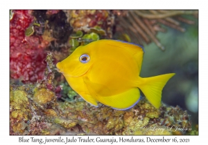 Blue Tang juvenile